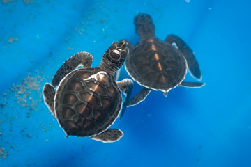 Two sea green turtles in Sanctuary