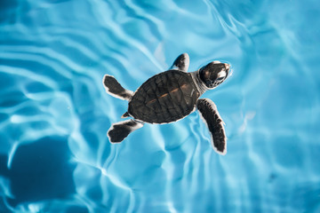 Baby sea turtle swimming in blue water