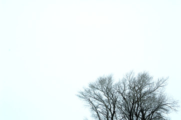 frost. the bare branches of the trees on a pale background