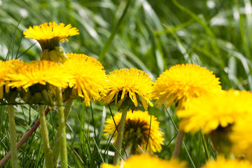 group of yellow dandelions