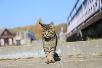 the cat is walking on the street in autumn