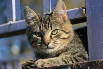 the cat is walking on the street in autumn