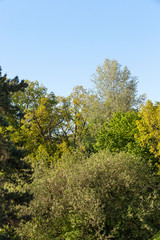 Forest in the spring season