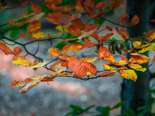 Autumn branch with colorful leaves in the forest.