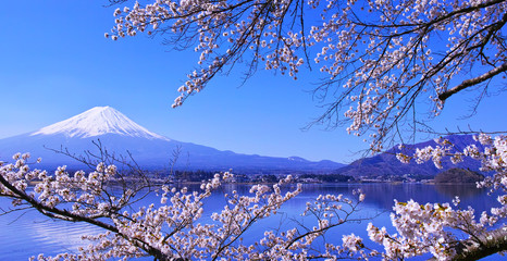 河口湖北岸から見る満開の桜と富士山

