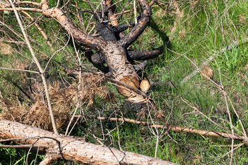 Obraz premium young pine