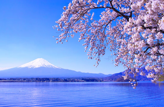 河口湖北岸から見る満開の桜と富士山

