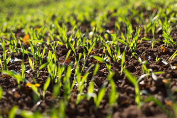 Ripening winter cereals, winter grains field lined in September on a beautiful, sunny autumn day. Close-up shot
