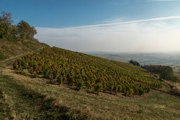 Les vignes à l' automne à Quincié en Beaujolais , rhône , france