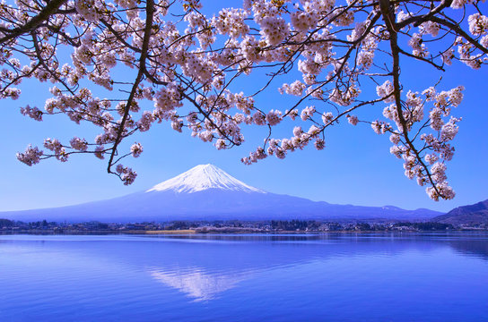 河口湖北岸から見る満開の桜と富士山

