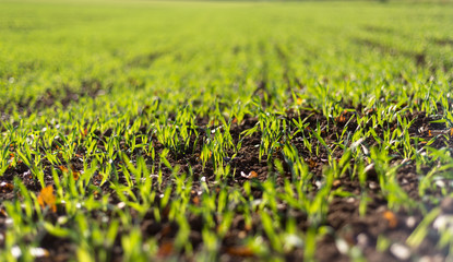 Ripening winter cereals, winter grains field lined in September on a beautiful, sunny autumn day. Close-up shot