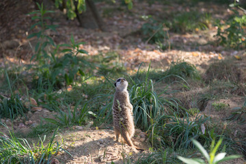 meerkat stands on the grass