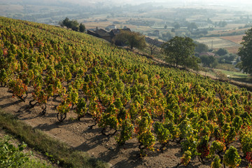 Les vignes à l' automne à Quincié en Beaujolais , rhône , france