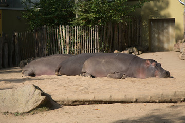 hippo in zoo