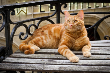 Orange cat look at the porch in outside