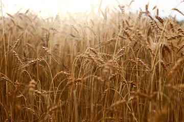 wheat, wheat field, summer