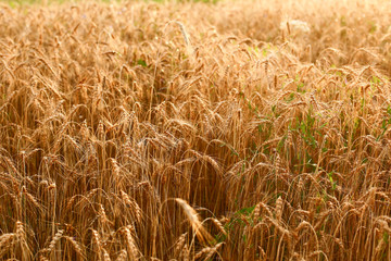 wheat, wheat field, summer