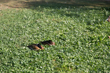 ducks on a pond