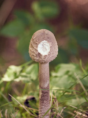 Champignon dévoré par les limaces .