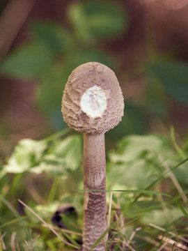 Champignon d&eacute;vor&eacute; par les limaces .