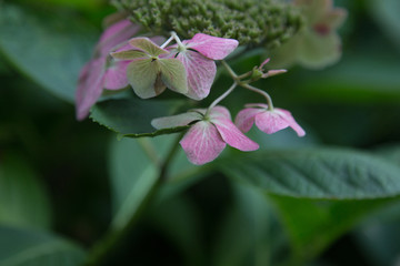 pink leaves  in garden