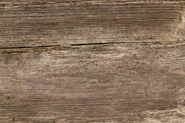 Fototapeta premium Old tree background