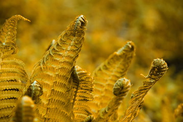 Yellow fern leaves. Closeup of yellow fern leaves.