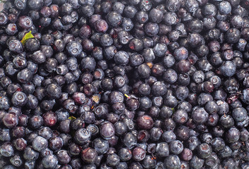 blueberries, a lot of blueberries, berries