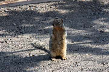 Squirrel on two feet: Nice view