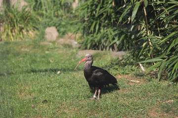 Naklejka premium bird