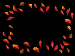 Autumn colorful leaves on a black background.