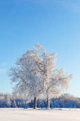 Trees on a field of snow and frost in a winter landscape