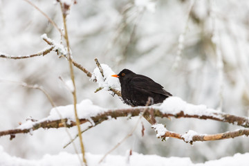 Blackbird on a snowy tree branch