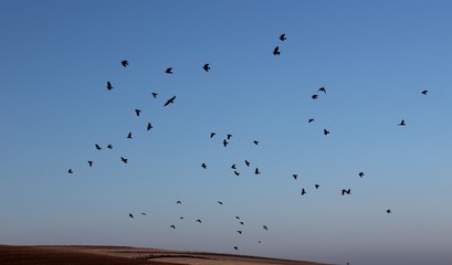 Postillon d'oiseaux