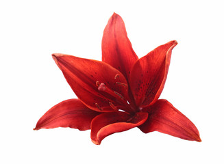 red lily, lily flower on white background, lily on white background
