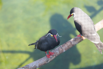 bird in a garden