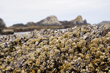 Mussels and barnacles exposed at low tide
