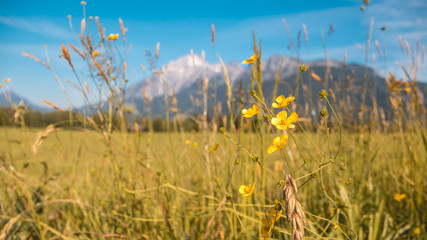 Beautiful alpine view near Leogang - Tyrol - Austria