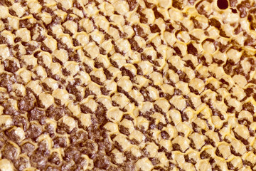 hexagonal form honeycomb