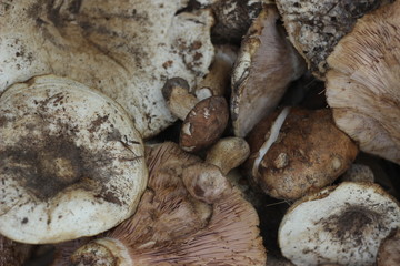 wild mushrooms collected in a basket