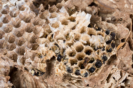 Close Up Of Asian Hornets Nest Inside Honeycombed With Larva Larvae Macro Studio