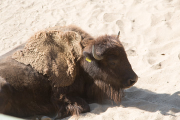 Fototapeta premium bison in yellowstone