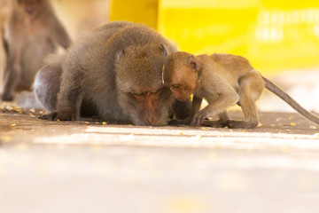 Jungle monkeys live in the mountains near the sea at Chonburi. Monkey eating food that tourists bring