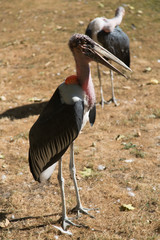 crane and marabou