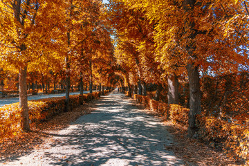 autumn alley in the park 