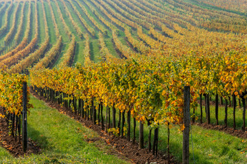 Goldener Herbst im Weingarten 