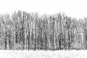 winter forest background 