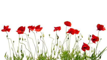 Obraz premium czerwone maki na białym tle