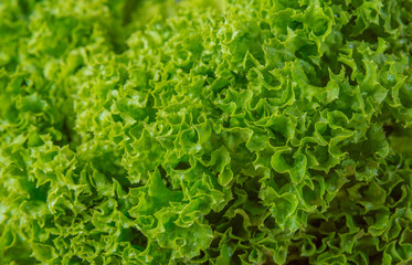 Green batavia lettuce salad close up macro