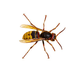 hornet isolated on white